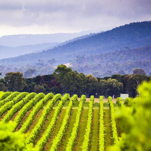 Lush green vineyard rows leading to dense forest and rolling hills in the Yarra Valley under a cloudy sky – scenic wine country landscape.