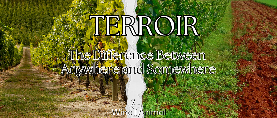 What Is Terroir and Why It Matters