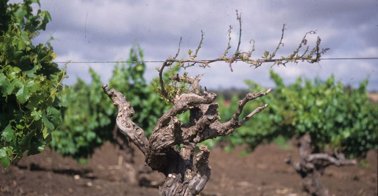 Eutypa: The Silent Killer of Vines