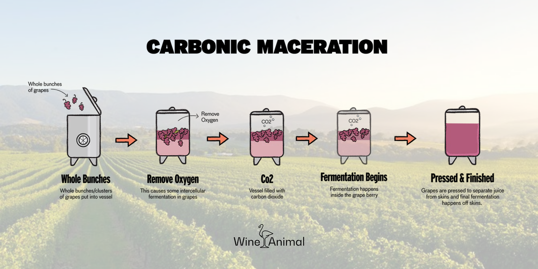 Carbonic Maceration and Why Winemakers Love It