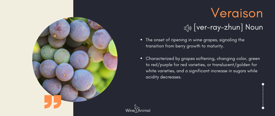 Veraison: The Moment the Season Turns