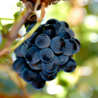 The 2025 Shiraz Challenge – Melbourne Edition